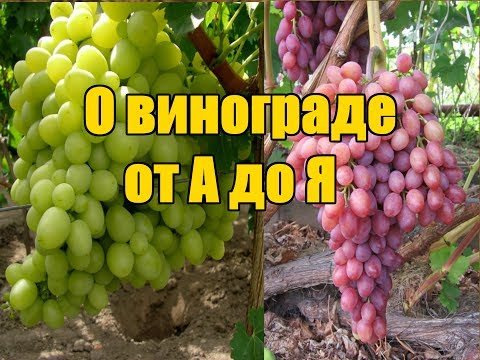 Выращивания винограда - пошаговая инструкция / Подробное поэтапное видео от А до Я