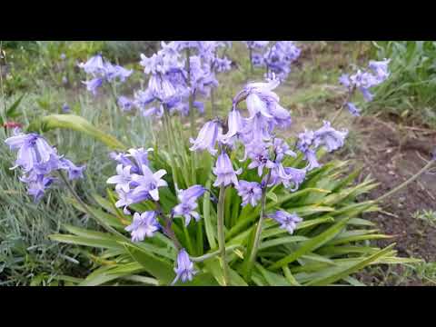 Гиацинтоидес ( Hyacinthoides) .