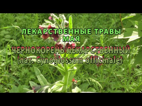 Лекарственные растения мая &quot;Чернокорень лекарственный&quot;