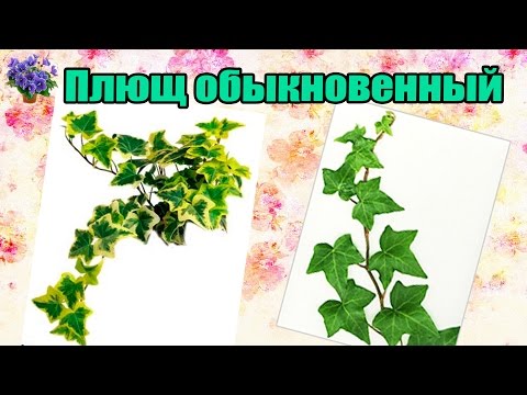 Плющ обыкновенный (Нedera helix) Правила ухода и размножения