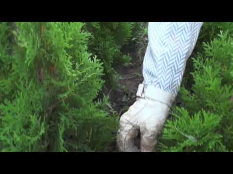 Туя Смарагд (Thuja Smaragd) посадка, подкормка, размножение