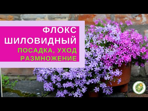 ФЛОКС ШИЛОВИДНЫЙ - посадка, уход, размножение