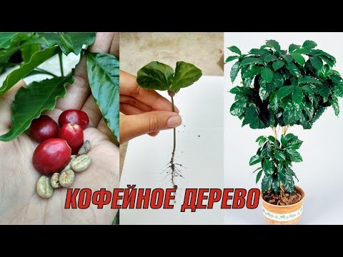 Как вырастить КОФЕЙНОЕ ДЕРЕВО дома ☕