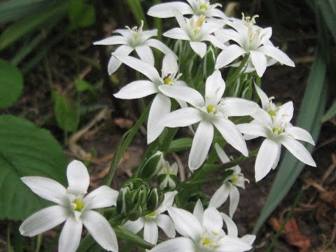 Растения для альпийской горки. Хионодокс посадка и уход