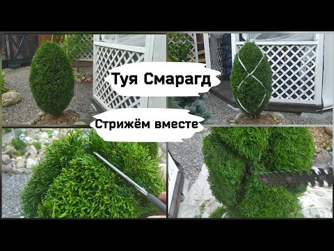 Туя Смарагд.Стрижём вместе.