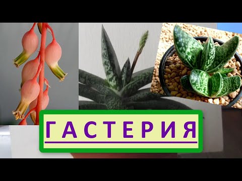 Гастерия. Суккулент Гастерия, как ухаживать и размножить