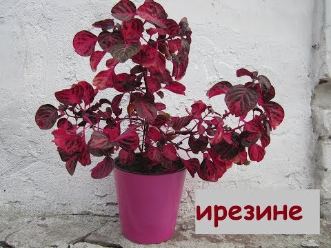 ПЕРЕСАДКА и ПОЛИВ ИРЕЗИНЫ. Это необычное комнатное растение с красными листьями