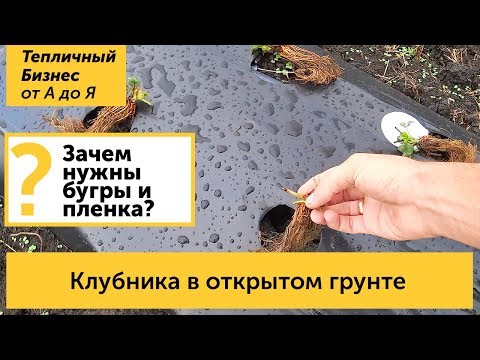 Клубника в открытом грунте. Посадка клубники (земляники) под выращивание в открытом грунте