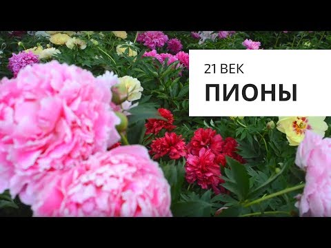 Пионы 21 века! Это надо видеть!