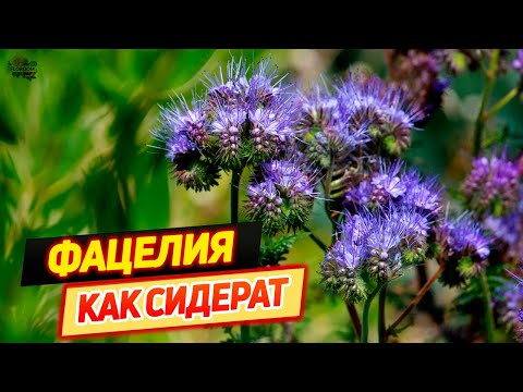 Фацелия как сидерат — описание, когда сеять и перекапывать