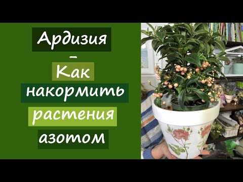 Таинственное растение- Ардизия. Как накормить растения азотом?