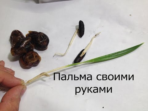 Пальма из косточки финика своими руками.