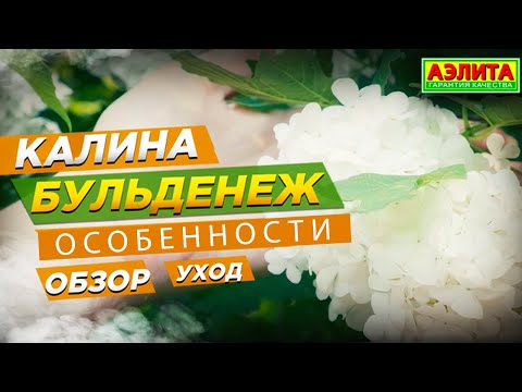 Калина Бульденеж. Весенний уход и особенности растения.