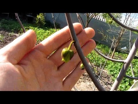 азимина трехлопастная выращенная из семян