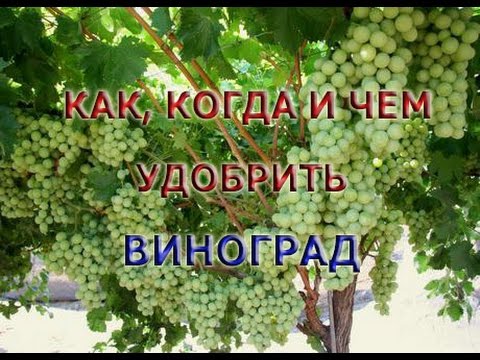 Удобрение и подкормка винограда