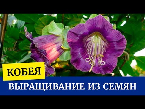 🌼Выращиваем кобею из семян. Посев кобеи. Уход за рассадой кобеи🌼