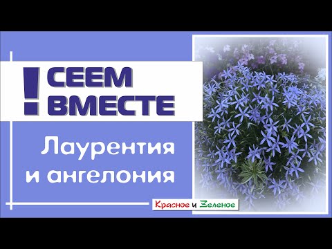 Посев ЛАУРЕНТИИ (ИЗОТОМЫ) и АНГЕЛОНИИ. Все тонкости и нюансы.