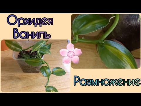 Размножение Орхидеи ВАНИЛЬ🌸Легко и просто👍Результат по укоренению черенка🌱Воздушные корни в земле🌱