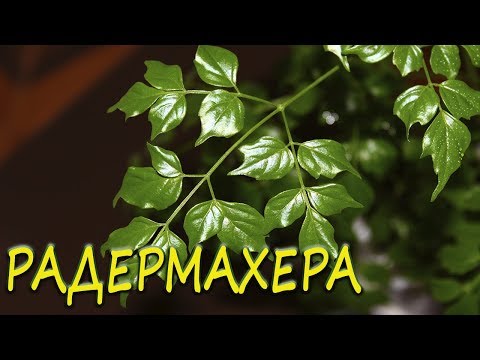 Радермахера. Обзор. [Надежда и мир]