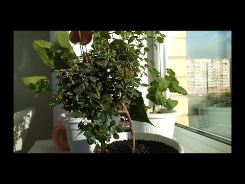Комнатные растения, мои новинки Мирсина, Адиантум