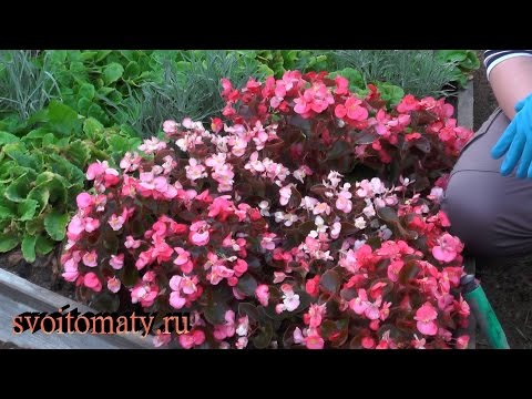 Пересадка бегонии вечноцветущей на зиму