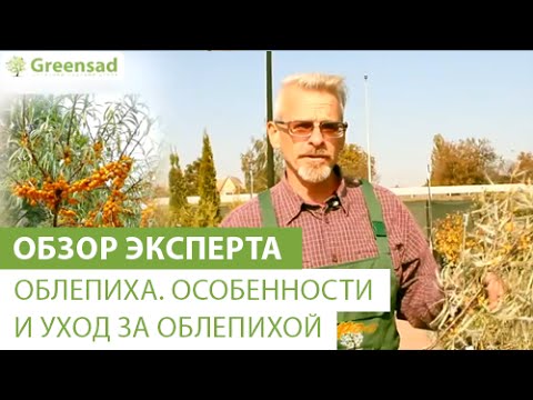 Облепиха. Особенности и уход за облепихой