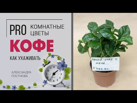 Кофе - дерево, куст или трава? Как растет? Будут ли плоды на кофе в домашних условиях?