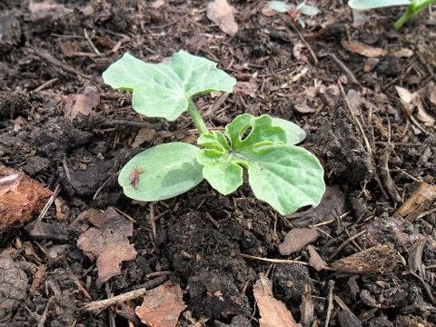 Выращивание арбузов (высаживаем рассаду в открытый грунт)