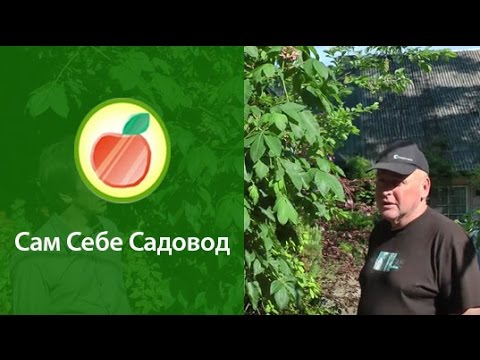 Сажать каштан или не сажать?