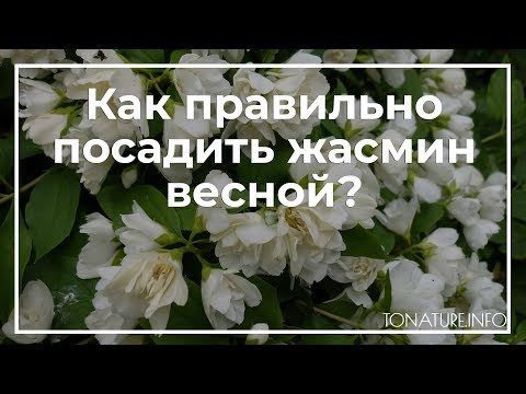 Как правильно посадить жасмин весной? | toNature.Info