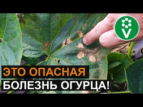 ЛИСТЬЯ ОГУРЦОВ покрываются пятнами и сохнут? Диагноз и лечение за 5 минут!