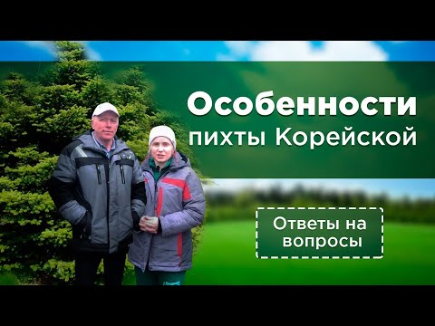 Особенности пихты Корейской. Ответы на вопросы | Дендропарк