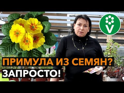 Фуксия – сорта, выращивание и уход