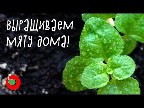 Как посеять мяту дома? Выращивание мяты на подоконнике из семян.