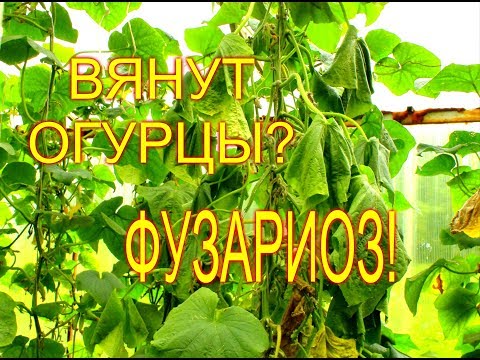 ЧТО ДЕЛАТЬ ЕСЛИ ВЯНУТ ЛИСТЬЯ У ОГУРЦОВ//ФУЗАРИОЗНОЕ УВЯДАНИЕ//МОЯ ЛЮБИМАЯ УСАДЬБА