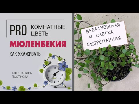 Кудряшка Сью | Мюленбекия - неприхотливое домашнее растение