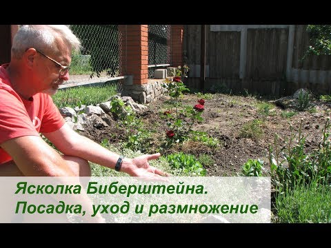 Ясколка Биберштейна. Посадка, уход и размножение