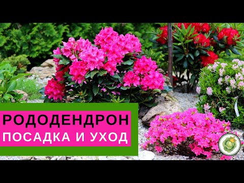 РОДОДЕНДРОН - посадка и уход//Все секреты пышного цветения