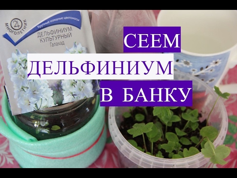 Дельфиниум из семян. Сеем Дельфиниум в Банку.