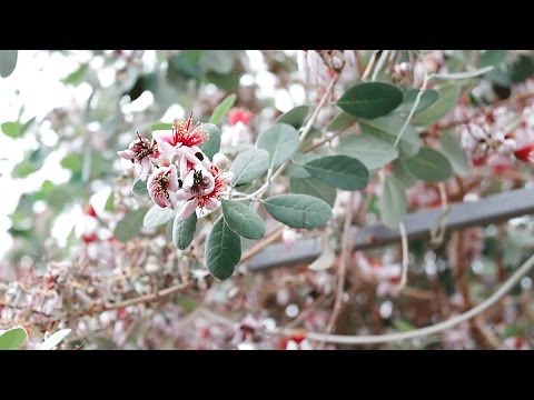 Фейхоа - выращивание и уход в домашних условиях.