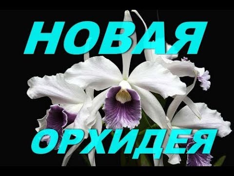 Новая орхидея в коллекции. Посадка. Лелия пурпурата вар Веркхойзери x Лелия пурпурата вар Цирулеа