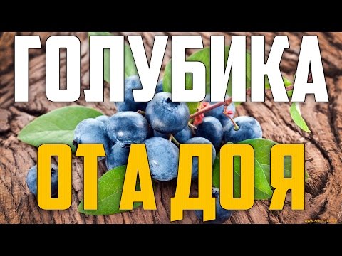 ГОЛУБИКА ОТ А ДО Я Посадка, уход, сорта