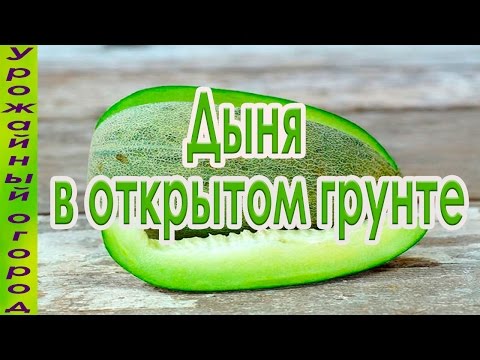 ВЫРАЩИВАНИЕ ДЫНЬ В ОТКРЫТОМ ГРУНТЕ!