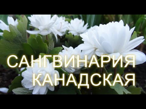 Необычный садовый цветок Сангвинария Канадская