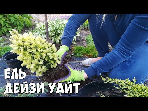 Ель канадская дейзи вайт фото и описание