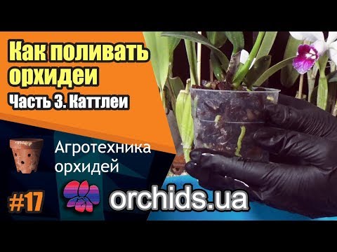 Как поливать орхидеи. Часть 3. Как поливать каттлеи (Cattleya).