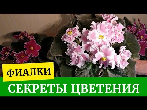 Как получить пышное цветение. Фиалки (Сенполии). Уход за фиалками в домашних условиях