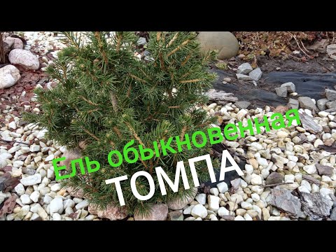 Ель обыкновенная ТОМПА! Самое неприхотливое украшение для сада!