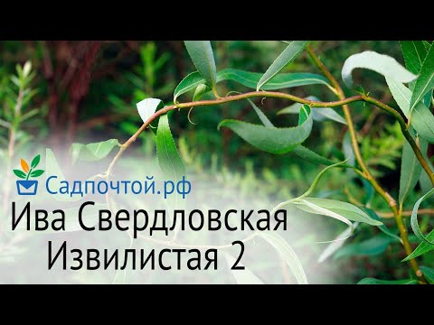 Ива Свердловская Извилистая 2 - зимостойкая ива с извилистыми и плакучими ветвями