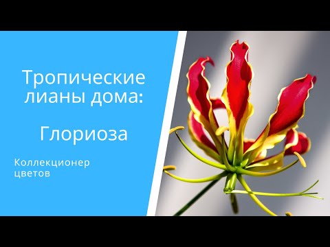 Год жизни Глориозы за 5минут: зимовка, посадка, цветение